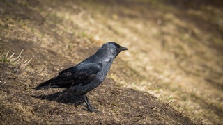 Германияда одамлар қарғалар ҳужумига учради: бир киши жароҳат олди
