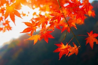 Иш ҳафтаси охирида ҳаво кескин совуқлашади