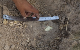 Қашқадарёда 2532 та тожик кавраги ўсимлиги кесилганлиги аниқланди