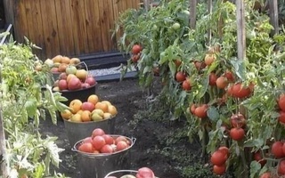 В Узбекистане создан Национальный центр развития приусадебного хозяйства