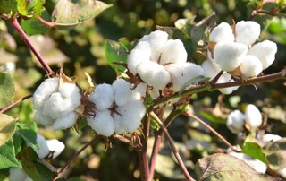 Тамшыдан басланған бурылыў: Ямаса пахтаның халықаралық брендке айланыўы ҳаққында пикирлер