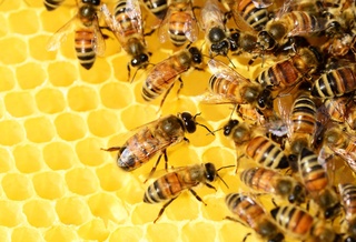 Anti-cancer substances found in honeybee venom
