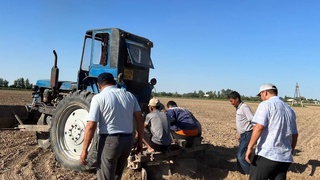 Gʻalladan boʻshagan maydonlarga kartoshka ekildi