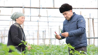 Теплицы: богатый урожай, несмотря на капризы погоды