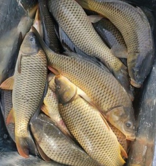 Ўзи қўйган қармоққа ўзи илинди