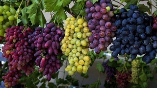 Узумчилик ва виночилик кластерлари ташкил этилади