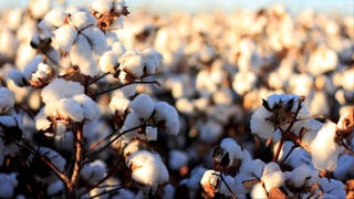 Oʻzbekiston nega Amerika paxtasini import qilmoqchi?
