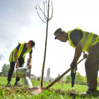 Бухорода «Яшил шаҳар» акцияси бошланди