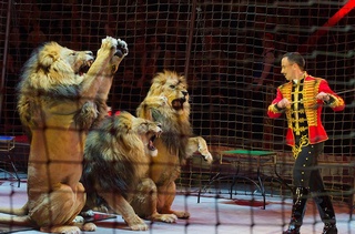 Жониворларга озор бермайлик, циркдан воз кечайлик!