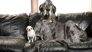 The tallest dog from the Guinness Book of World Records met the smallest dog