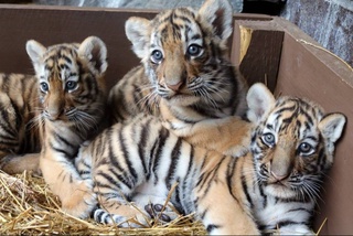 Uzbekistan banned keeping wild animals at home