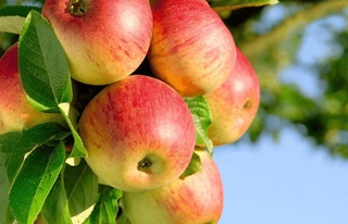 Алма жүрек ушын оғада пайдалы екени анықланды