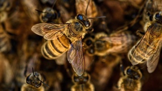 В Нидерландах ученые научили пчел выявлять коронавирус в крови человека