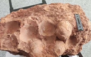 Xitoyda dinozavr tuxumlari topildi