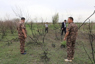 На территории Каттакурганского лесного хозяйства произошел крупный пожар