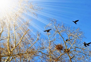 Uzhydromet: warming to +12 degrees is expected in Uzbekistan this week