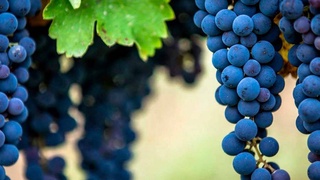 Uzbekistan to create viticulture and wine clusters