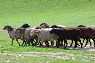Va'da qilingan qo'ylar olindi