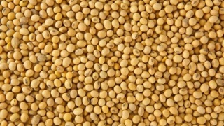 Gʻuzorda foydalanishdan chiqqan yerlarda soya yetishtiriladi