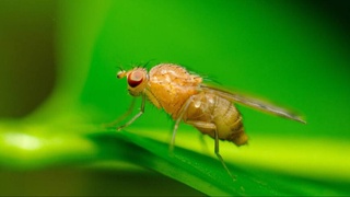 Замедляющий старение ген выявили ученые у плодовых мушек