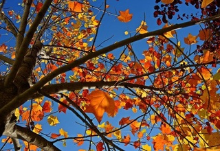 Hafta davomida quruq va iliq havo boʻlishi kutilmoqda