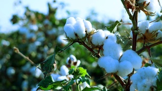 Жорий йилда қанча пахта етиштирилди?