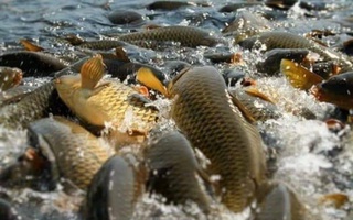 При поддержке ФАО разработан проект Национального стратегического плана развития аквакультуры в Узбекистане