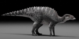 Chilida 72 million yil avval yashagan gadrozavridlar yangi turining qoldiqlari topildi