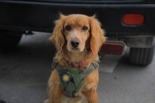 «Четвероногие помощники» таможенных постов награждены специальными медалями