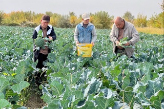 Тоқсанбасты: дийқанлар жерге туқым сеўип, қырманға берекет тилемекте