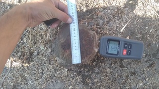 Bir tup terak kesgan fuqaro 8,5 mln soʻm jarimaga tortildi