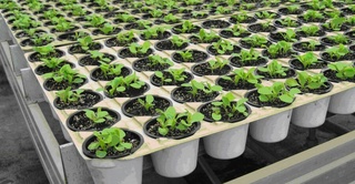 Пастдарғомлик фермер тарвузни янги усулда экди