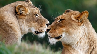 3 марта - Всемирный день дикой природы