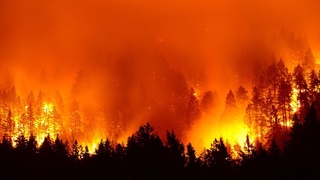 Qozog'istonning Abay viloyatidagi o'rmon yong'inidan chiqqan tutun qo'shni viloyatlarga ham tarqaldi