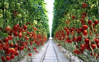 В Ферганской области заработал крупный тепличный комплекс на гидропонной технологии