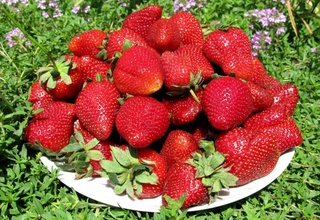 Qulupnay xotira va koʻrish qobiliyatini yaxshilaydi