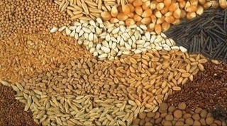 Донли экинлар етиштириш ҳажми 7,3 фоизга ошган. Энг кўп ҳосил Фарғона вилоятида олинган