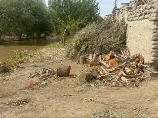 Бухорода 102 туп қимматбаҳо дарахт кесиб ташланди