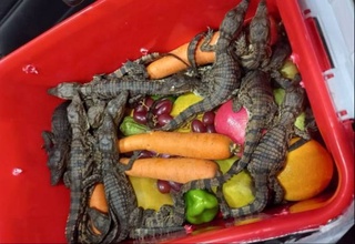 В аэропорту Ташкента под видом овощей пытались провезти 54 детенышей крокодила