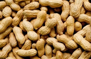 Oʻzbekiston 10 oyda 31 ta davlatga yeryongʻoq eksport qilgan