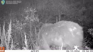 “Ҳисор” давлат қўриқхонасига ўрнатилган фотоқопқонга Тян-Шан қўнғир айиғи тушиб қолди