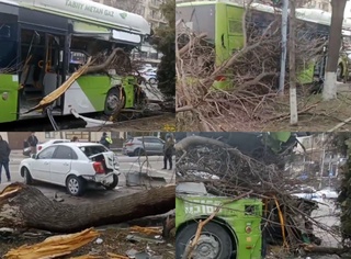 Тошкентда автобус дарахтга бориб урилди