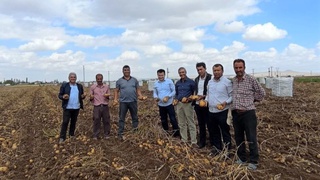 Изучен зарубежный опыт по производству семенного картофеля