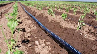 Тойлоқда 560 гектар ер майдонига сув тежамкор технологиялар ўрнатилмоқда