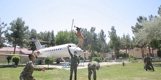 Кинология: соҳада янги йўналишлар ўзлаштирилмоқда