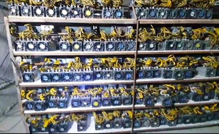 Guliston shahrida noqonuniy mayning fermalar aniqlandi