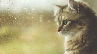 Узбекистанцев ожидают дождливые выходные