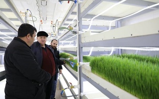 Гидропоника усулида қорамолга емиш етиштирилади