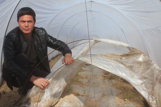 Koʻkdalada bu yil tarvuz 15 kun erta pishadi