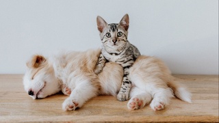 Ученые нашли антитела к коронавирусу у собак и кошек